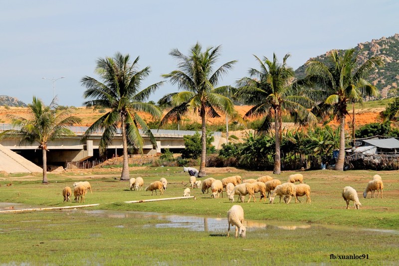 Say long truoc ve dep bat tan cua Mui Dinh Ninh Thuan-Hinh-3